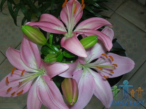 ������,��֪��ʲôƷ��