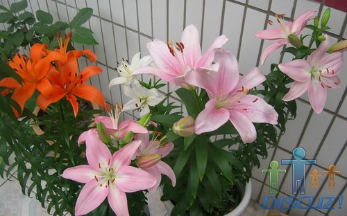 ���Ӱ,���ǻ���������ʱ��