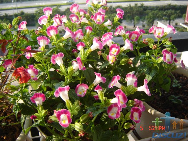 ������ 010.jpg