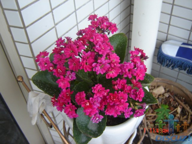 ������ 006.jpg