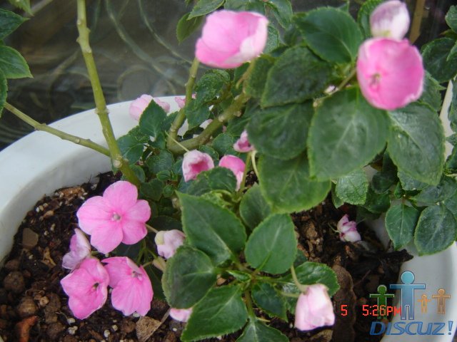 ������ 009.jpg