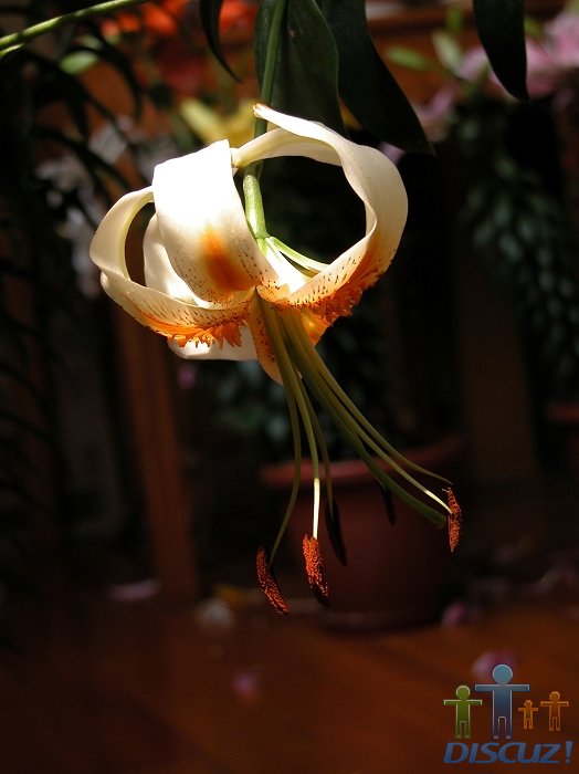DSCN0363.jpg