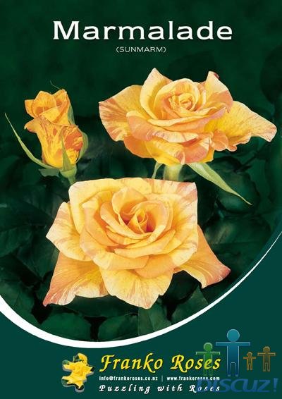 ���� Marmalade.jpg