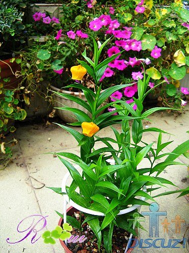 ���ưٺ� 15.jpg