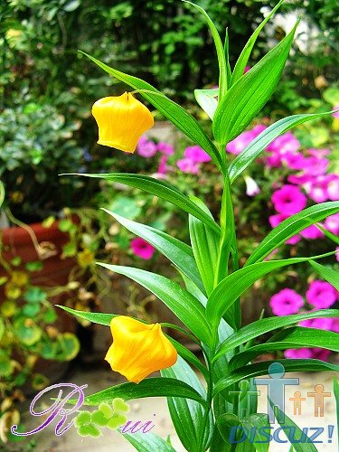 ���ưٺ� 17.jpg