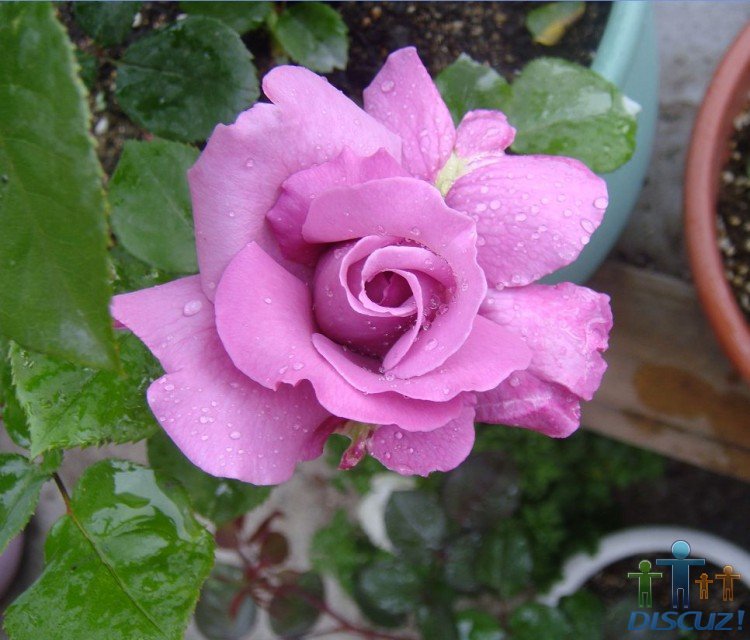 ��������ģ���֪������Ũ�㣬�����е�˵�Ǵ����֡�