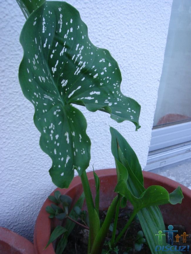 DSC00002.JPG