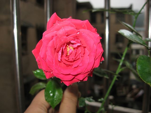 IMG_1811.JPG