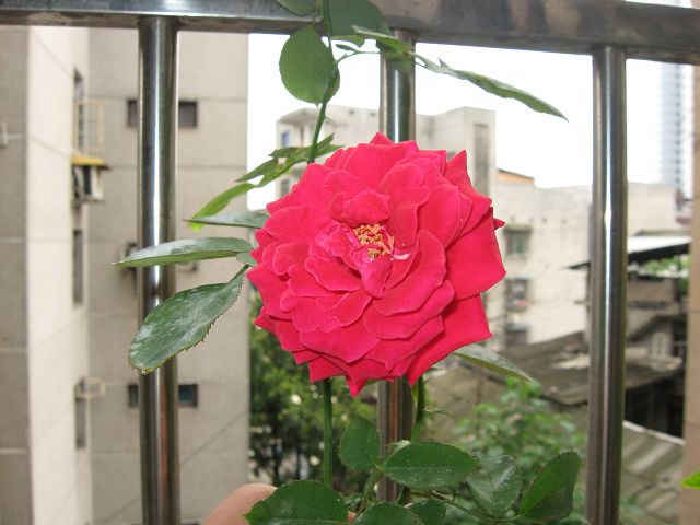 IMG_1832.JPG