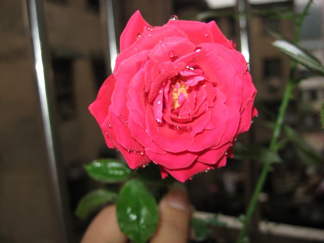 IMG_1810.JPG