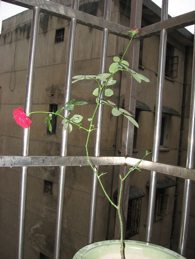 IMG_1819.JPG