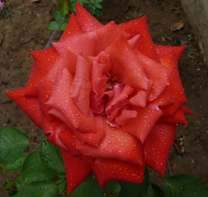 P1020513.jpg