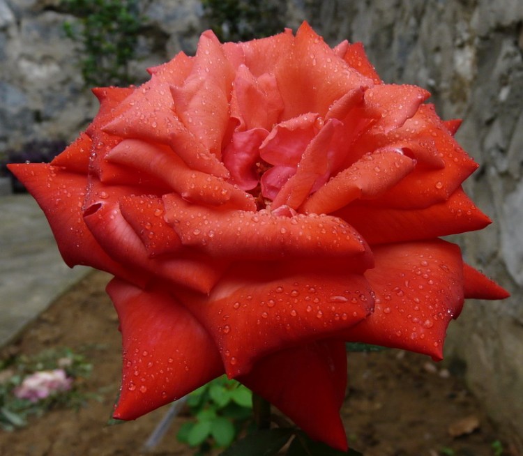 P1020514.jpg