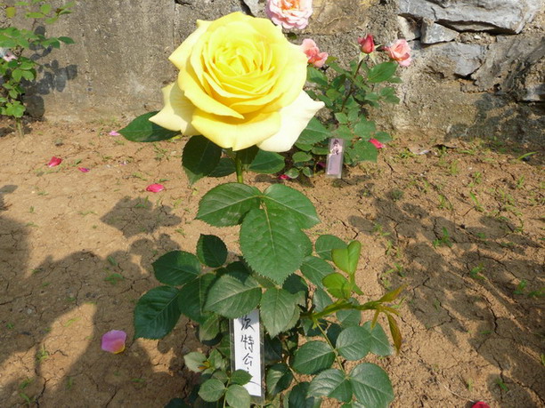 P1020500.jpg