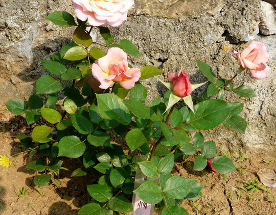 P1020502.jpg