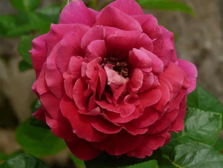 P1020677.2.jpg