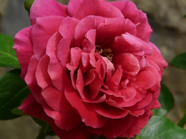P1020677.3.jpg