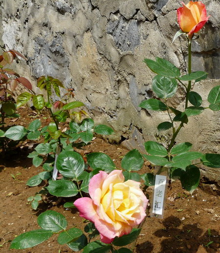 P1020517.jpg