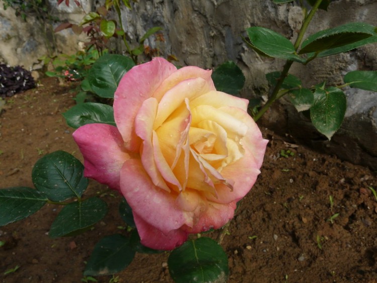 P1020516.jpg