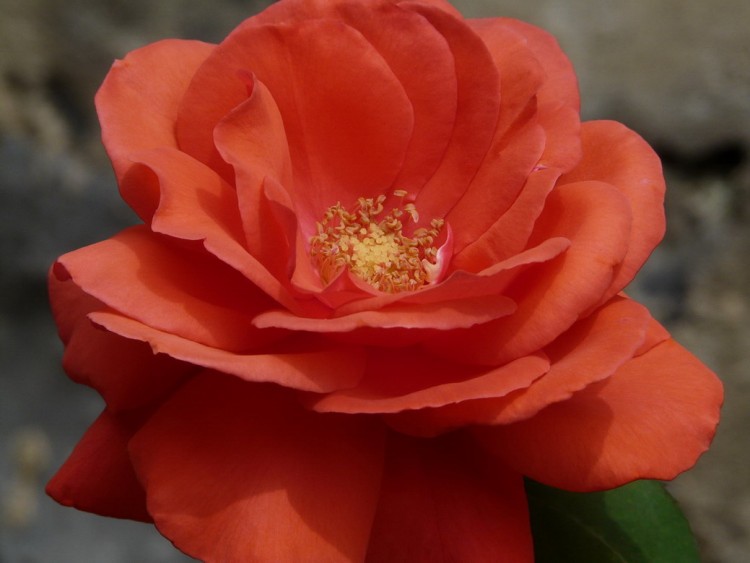 P1020677.5.jpg