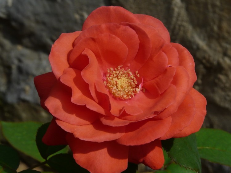 P1020677.4.jpg