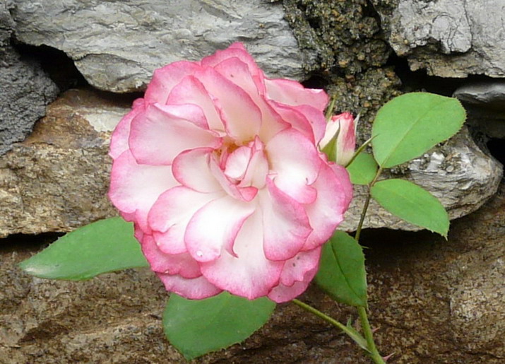 P1020743.jpg