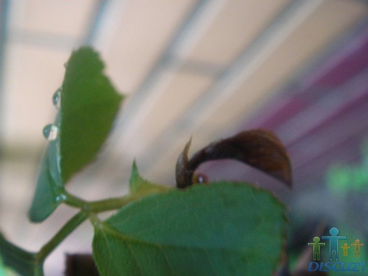 DSC02350.JPG