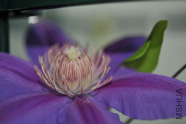 20090523��ʿ³��� (2).JPG