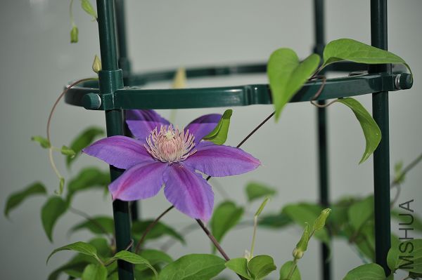 20090523��ʿ³��� (1).JPG