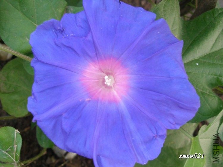 ǣţ�������ҵĻ�ɫţ���������ڵ��ֱ�������