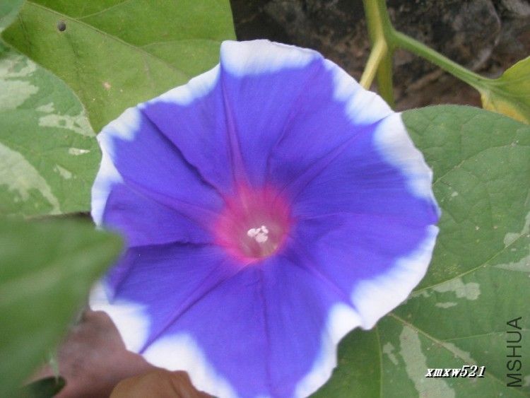 08��caicai ���ҵ�ţ