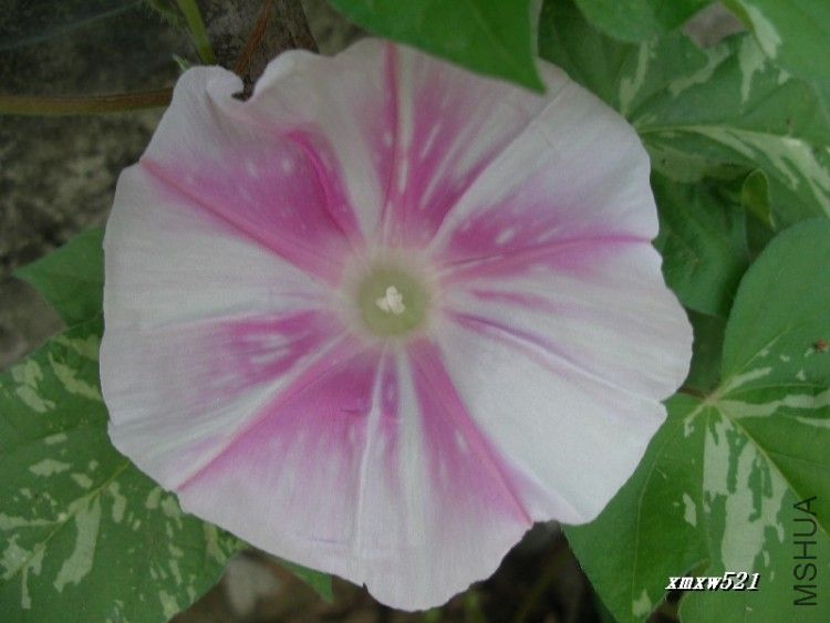 ǰ��������ֳ�����