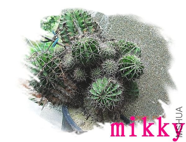 nEO_IMG_nEO_IMG_nEO_IMG_DSCN4852_nEO_IMG.jpg