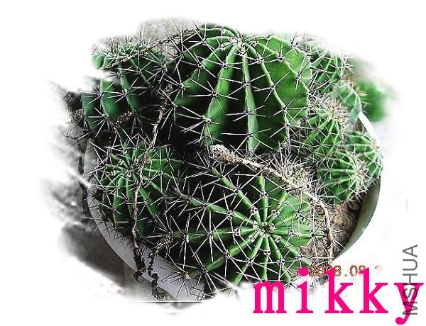 nEO_IMG_nEO_IMG_nEO_IMG_DSCN4853.jpg