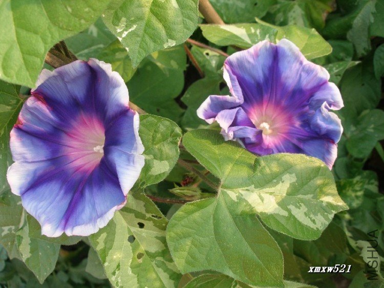 ��ɫ���ʣ��е����ƫ��