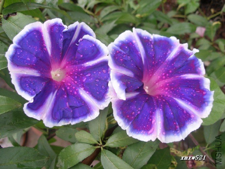 �о�����ʿ֮��