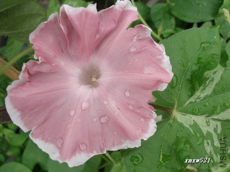 ��֮�Σ��о���ɫ���˺ܶ�