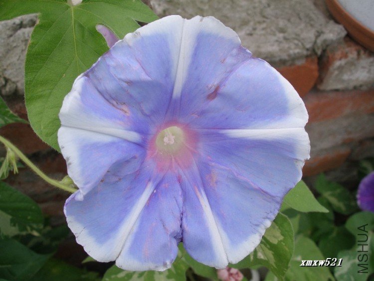 ��ʿ֮�գ�������