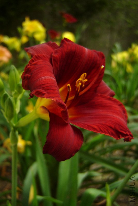DSC08430-.jpg