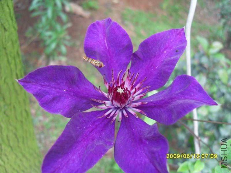 SDC10649.jpg