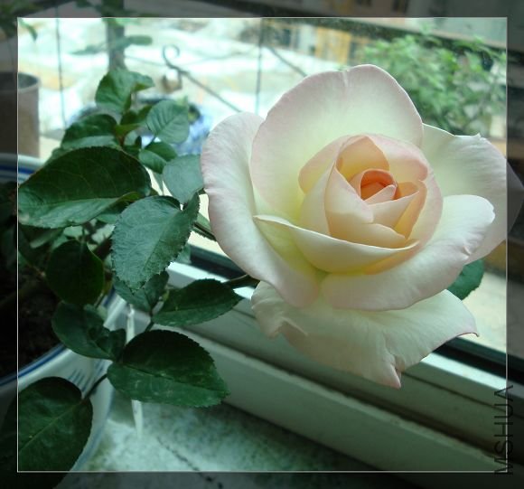 DSC02446.jpg