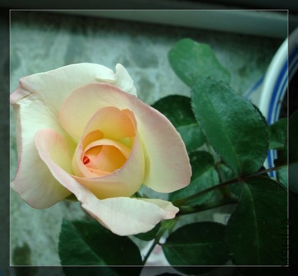 DSC02434.jpg