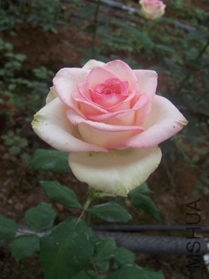 100_3246.JPG