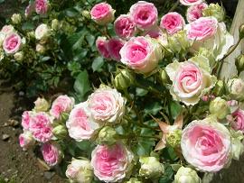 img55392334.jpg
