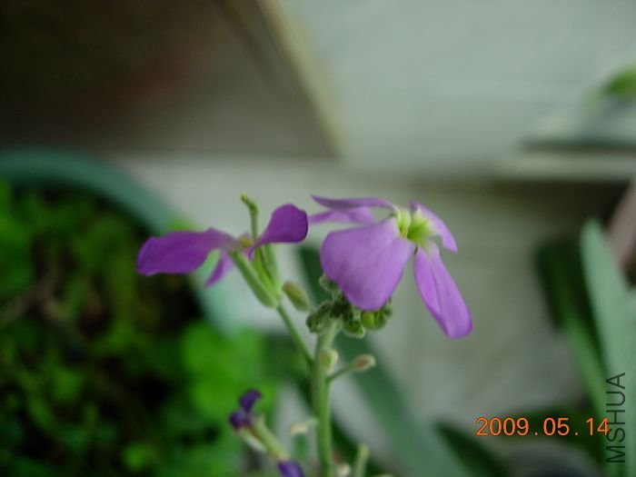DSCN5252.JPG