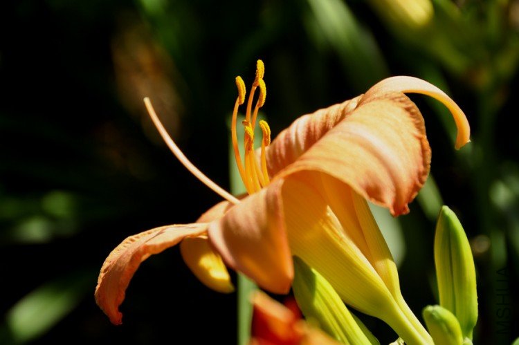_DSC0031-.jpg