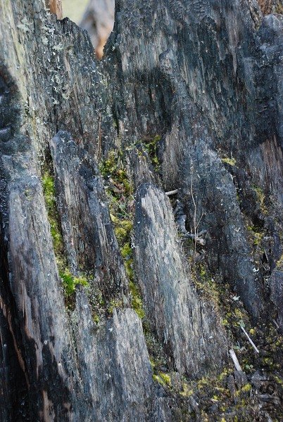 DSC_0137.jpg