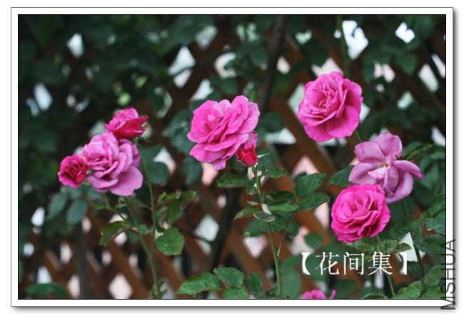 IMG_5984 ����.jpg