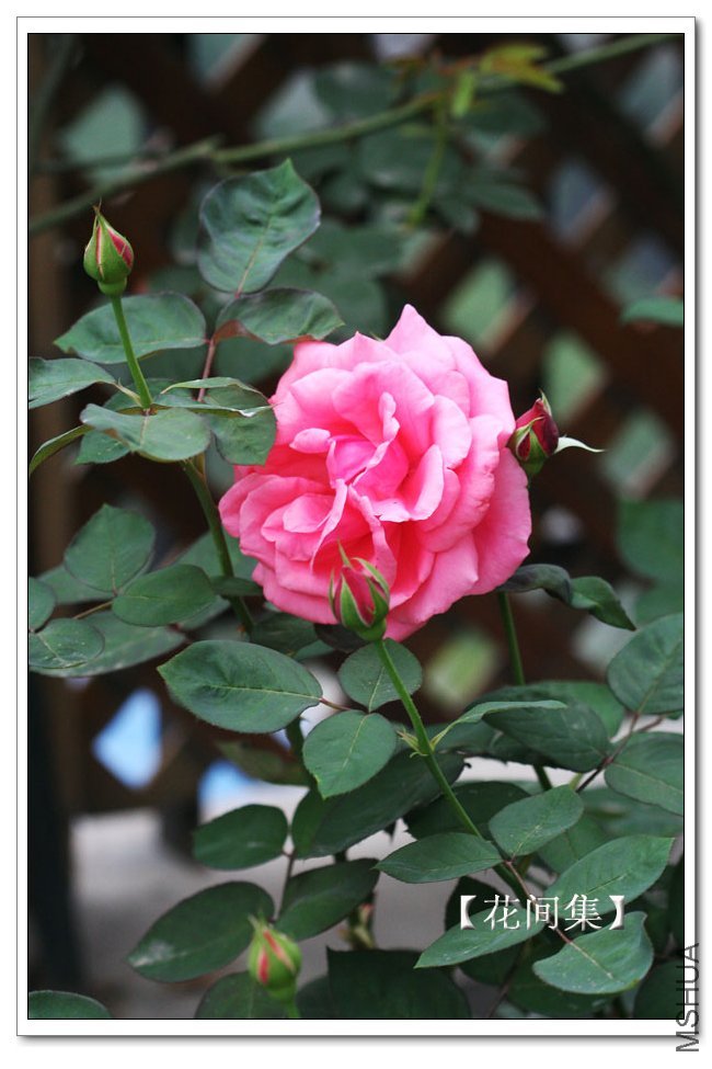 IMG_5982 ����.jpg