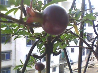 IMG0148A.jpg
